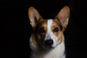 威尔士柯基犬 狗 枪口 4k壁纸 3840x2160