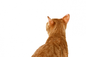 小萌猫坐着的呆萌背影图案