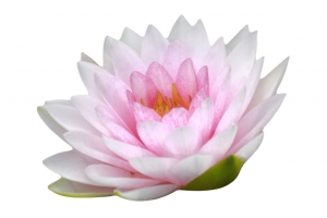 粉白色纯洁的长叶子水芙蓉实物