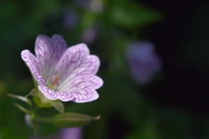 花 植物 花瓣 模糊 宏观 4k壁纸 3840x2160