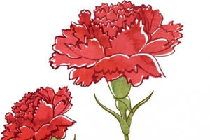 康乃馨母亲节