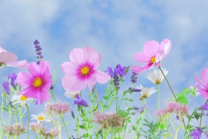 花草高清背景图
