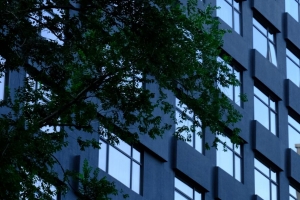 建筑 窗户 立面 树 树叶 建筑 4k壁纸 3840x2160