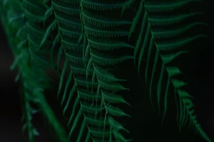 蕨类植物 树叶 树枝 深色 4k壁纸 3840x2160