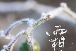 霜降二十四节气海报背景psd