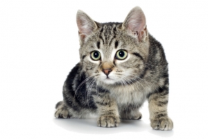 动物猫咪匍匐前进