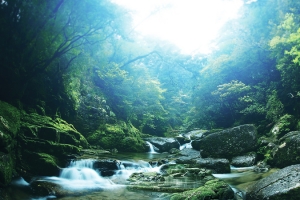 绿色森林自然溪水背景