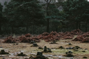 树 树桩 水坑 秋天 自然 4k壁纸 3840x2160