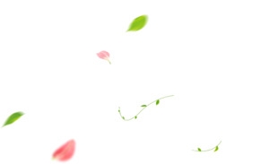 漂浮的树叶花瓣