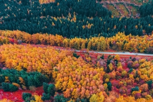 森林 道路 鸟瞰图 树木 秋季 4k壁纸 3840x2160