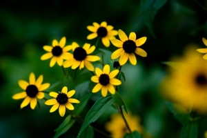 rudbeckia 花 花瓣 黄色 模糊 4k壁纸 3840x2160