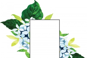 绿叶绣球花春天边框