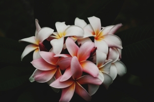 自然 鲜花 花朵4K壁纸