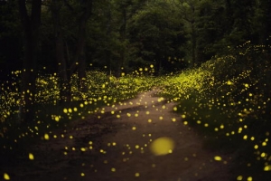 萤火虫铺满了夜路