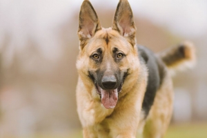 牧羊犬 狗 宠物 突出舌头 4k壁纸 3840x2160