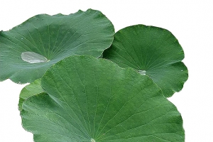 夏天荷叶上的露珠