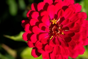 百日草 花瓣 粉红色 花 植物 宏观 4k壁纸 3840x2160