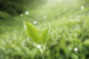 春天景色绿芽翠绿banner