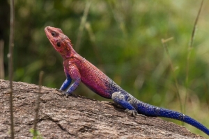  agama 蜥蜴 树 4k壁纸 3840x2160