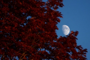 月亮 树叶 树 天空 自然 4k壁纸 3840x2160