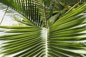 叶子 棕榈 植物 绿色 宏观 4k壁纸 3840x2160