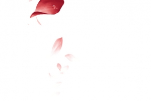 漂浮的花瓣透明背景png素材