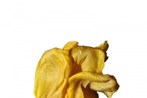 黄色的花儿