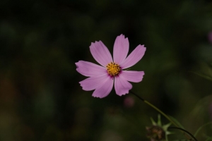 宇宙 花 紫色 宏 植物 4k壁纸 3840x2160