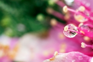 花3440x1440高清壁纸