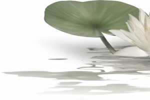 手绘荷花荷叶池塘