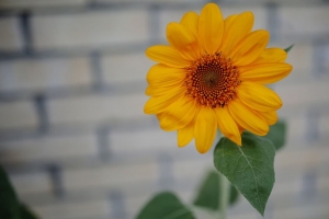 向日葵 花蕾 花瓣 绽放 模糊 4k壁纸 3840x2160