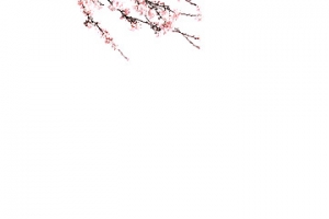 枝头梅花开花