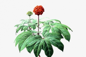 实物三七花