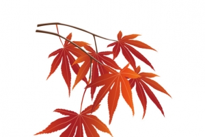 秋天枫叶树枝