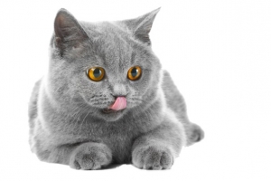 可爱的灰色小猫咪