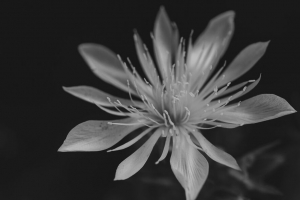  mentzelia 花 花瓣 白色 模糊 4k壁纸 3840x2160