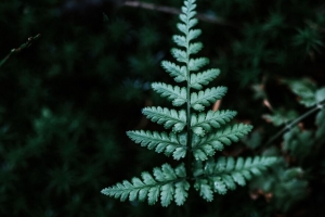 蕨类植物 树枝 树叶 绿色 焦点 4k壁纸 3840x2160