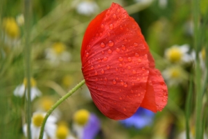 罂粟花 花 红色 水滴 宏观 4k壁纸 3840x2160
