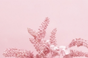 粉色花蕊花瓶素材