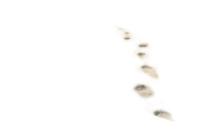 冬季雪地上的脚印