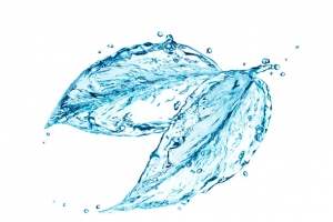 水花树叶半透明海报