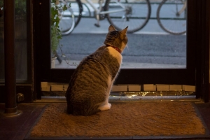 猫 动物 门 玻璃 观看 4k壁纸 3840x2160