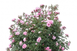 月季花丛