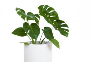 室内大叶植物盆栽