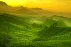 茶园风景图4K壁纸