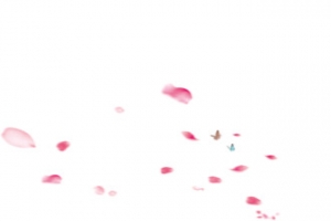 漂浮花瓣