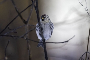  redpoll 鸟 喙 树枝 4k壁纸 3840x2160