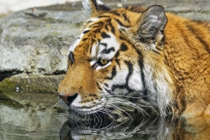 老虎 野生动物 水 湿 大猫 4k壁纸 3840x2160