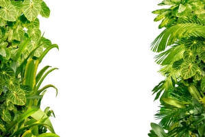 绿色植物边框绿叶