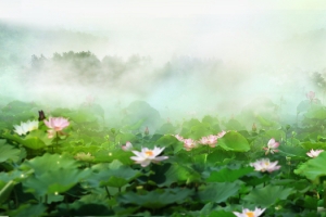 立夏文艺小清新荷花背景